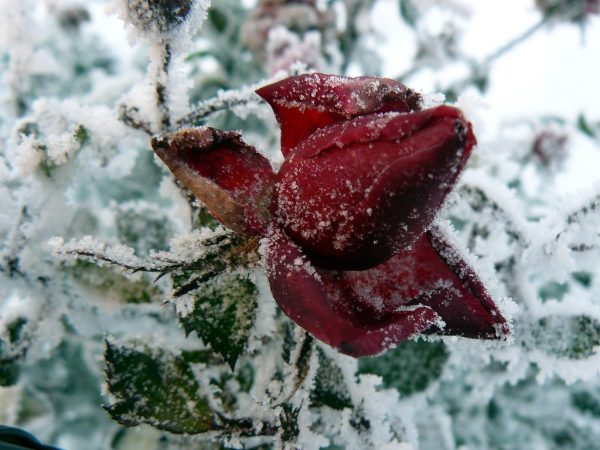 Red Rose: A Touch of Light in a Cold Winter